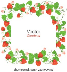 Set of Stawberry summer fruit. white background. Vector graphic illustration. Vegetarian cafe print, poster, card. Natural, organic dessert sweet, fresh berry