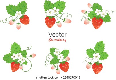 Conjunto de fruta de verano de Stawberry. fondo blanco. Ilustración gráfica vectorial. Impresión de café vegetariano, afiche, tarjeta. postre natural, orgánico dulce, berry fresca