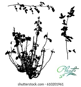 Set of stems, branches and bush garden roses. Plants silhouette. Detailed vector illustration.