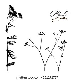 Set of stems and branches of plants silhouette. Wild plant, weed. Detailed vector illustration.