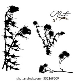 Set Of Stems And Branches Of Plants Silhouette. Wild Plant With Thorns, Needles, Thorns. Detailed Vector Illustration.