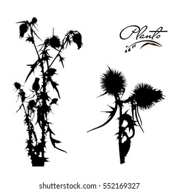 Set of stems and branches of plants silhouette. Wild plant with thorns, needles, thorns. Detailed vector illustration.