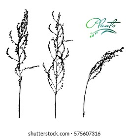 Set of stems and branches of plants silhouette. Wild plant, weed with flowers, seeds. Detailed vector illustration.