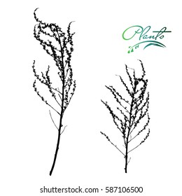 Set of stems and branches of plants silhouette. Wild plant, weed with seeds, grains. Collection of medicinal plants. Detailed vector illustration.