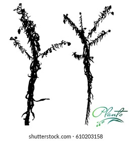 Set of stems and branches of plants silhouette. Wild plant, weed with flowers. Detailed vector illustration.
