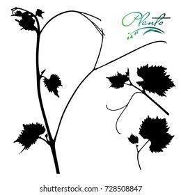 Set of stems and branches of plants silhouette. Grapes, cultural plant. Detailed vector illustration.
