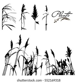 Set of stems and branches of  water plants silhouette. Wild plant, reeds. Detailed vector illustration.