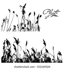 Set of stems and branches of  water plants silhouette. Wild plant, reeds. Detailed vector illustration.