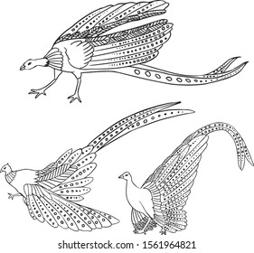 Set step run and fly of Argus giganteus or Great pheasant, common specie of pheasant old engraving. Old engraved black and white illustration, in vector set, of a Great argus bird.