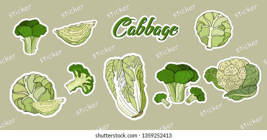 Set of stickers cabbage, white, Peking, broccoli, cauliflower. Vector illustration
