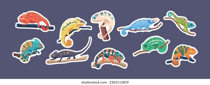 Set Of Stickers Chameleon Reptiles On Branches. Lizards With Long, Sticky Tongues And Distinctive Eyes, Patches