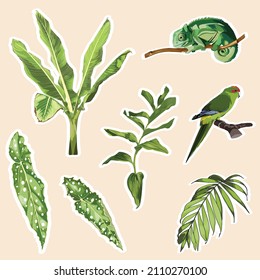 Set of stickers and icons of tropical palm leaves, tree, parrot bird and chameleon illustration.