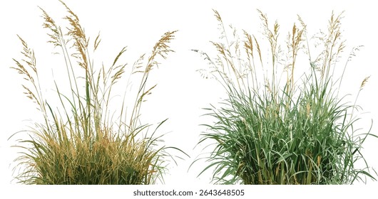Set of Stipa capillata isolated tree vector illustration, ornamental grass species, prairie plants, natural landscape elements, botanical clipart, eco design.