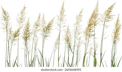Set of Stipa capillata needle grass cutout, tree isolated, vector illustration, wild grass botanical, meadow plant, dry grass, natural flora, landscape vegetation, herbal plant.