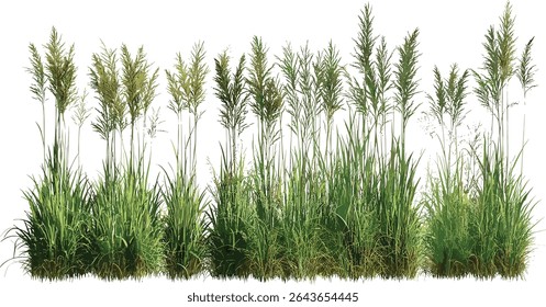 Set of Stipa capillata and Panicum virgatum grass, isolated cutout plant illustration, vector illustration, wild meadow flora, prairie plants, natural landscape elements, botanical art.
