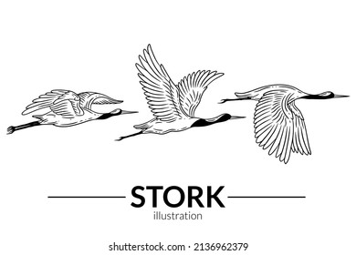 Set Stork Bird Flying Tropical cartoon Wild birds cranes Hand Drawn