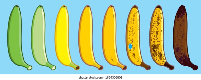Set of straight vector banana of different colors. Ripe stages of bananas from unripe to overripe. Fruit for every taste. Isolated on a blue background.