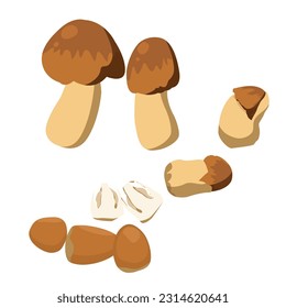 Set of straw mushroom isolated on white background. vector illustration.