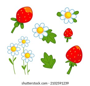 Set of strawberries and flowers of daisies. Vector illustration in cartoon children's style. Isolated funny clipart on a white background. Cute summer print.