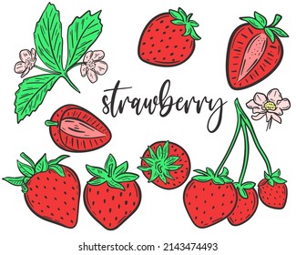 Set strawberries hand drawn vector illustration. Collection whole berries, parts, flowers and leaves. Bundle red sweet juicy berries organic food