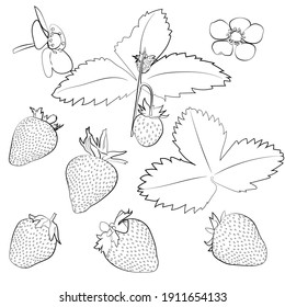 Set of strawberries, leaves, flowers, linear black and white pattern.