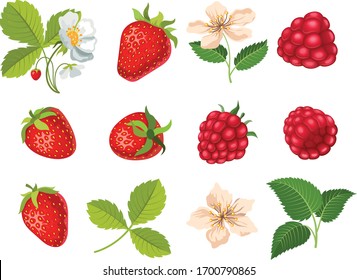 Set of strawberries and raspberries with leaves and flowers