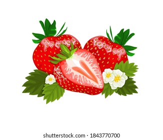 Set of strawberries and strawberry sliced with leaf and flower close-up hand drawing on white background, vector illustration  