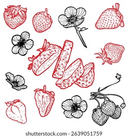 Set of strawberries with their flowers. Vector hand drawn line art of summer fruit in red and black isolated on white background. Highly detailed for print and online projects.