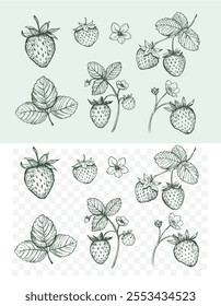 Set of strawberry berries, hand drawn sketches, vector illustration, transparent background