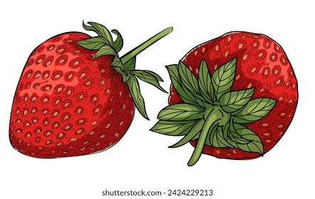 Set of strawberry berry outline hand drawn style sweet food with leaves vector illustration isolated on white background