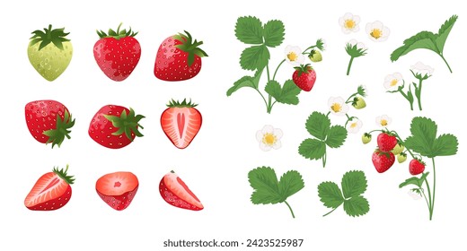 Set of  strawberry blossom, strawberry bush and strawberry from different sides . Summer harvest.	