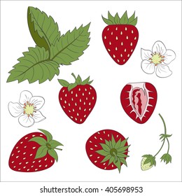 Set strawberry compositions, strawberry leaf, strawberry flower, strawberry vector, cartoon illustration of strawberry. Strawberry isolated on white background, vector illustration.
