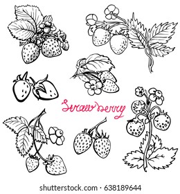 Set Strawberry. Hand Drawn  Graphics Elements Black And White Sketch