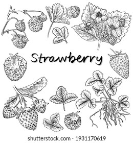 Set strawberry hand drawn.  Isolated  berries, branches, flowers and leaves on white background. Vector, line  illustration. Print for fabric, packaging, label, poster, print. Sketch collection. 