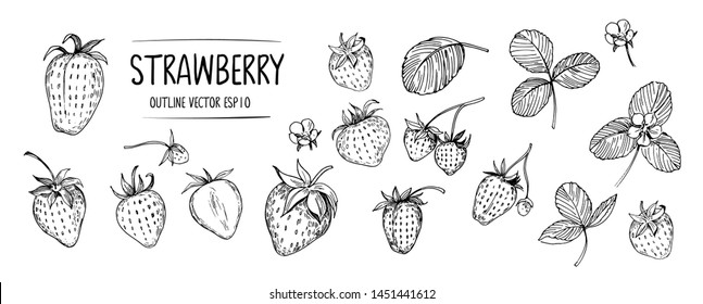 Set of strawberry. Hand drawn outline with transparent background. Vector