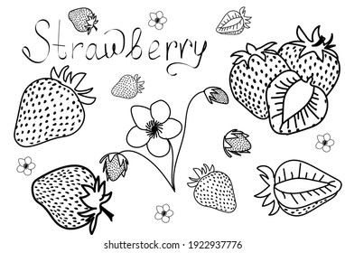 Set of strawberry. Hand drawn outline with transparent background. Vector