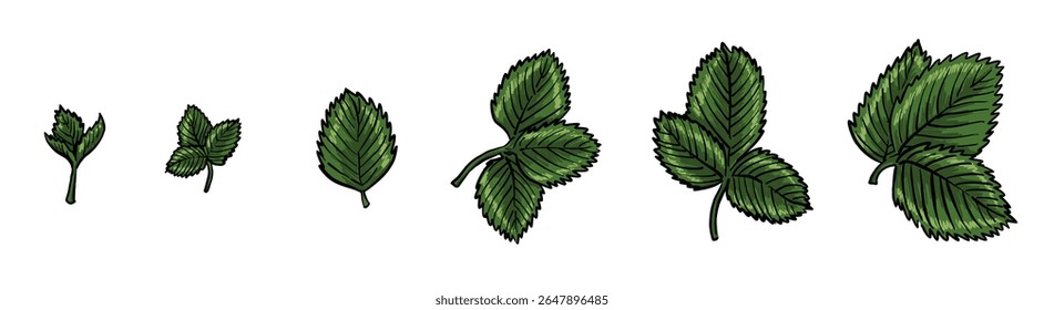 Conjunto de hojas de fresa en diferentes etapas de crecimiento. Mirada dibujada a mano, detalles texturizados, fondo blanco. Perfecto para patrones, envases y temas botánicos.