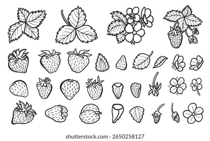 Set of strawberry with leaves and flowers, hand drawn vector illustration for food product desing. Clip art of fresh garden berries black and white, organic healthy food. Summer fruit line art style.