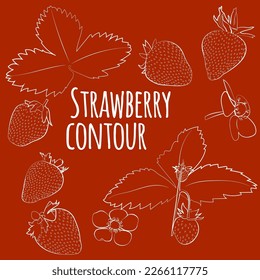 Set of strawberry with leaves and flowers, linear, outline only, no fill. Vector graphics. EPS10