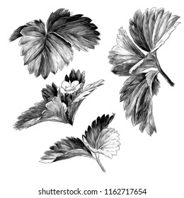 set of strawberry leaves and flowers, sketch vector graphic monochrome illustration on white background