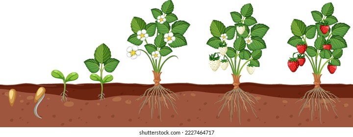Set of strawberry plant growing isolated illustration
