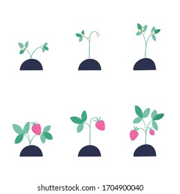 Un conjunto de semilleros de fresa durante la floración y la maduración. Ilustración vectorial plana sobre fondo blanco. Concepto de jardinería y comida saludable para carteles, pancartas
