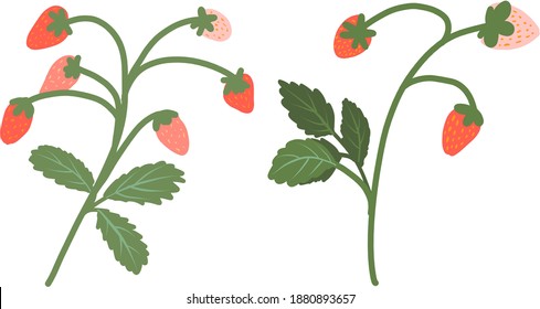 Set of strawberry sprigs. Wild Strawberry fresh vitamin small berries on branch.Healthy organic sweet red, rose berry concept for sticker, app, print, grocery store. Trendy flat hand drawn pink berry