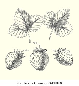 Set of strawberry. Vector hand drawn illustration of berries and leaves isolated on white