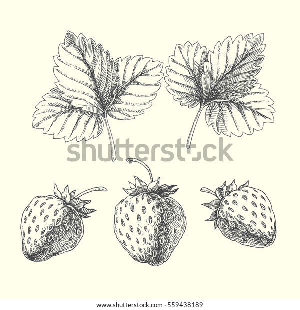 イチゴのセット 白い背景にベリーと葉のベクター手描きのイラスト のベクター画像素材 ロイヤリティフリー