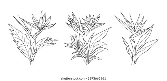 Set of Strelitzia, Bird of Paradise flower vector.