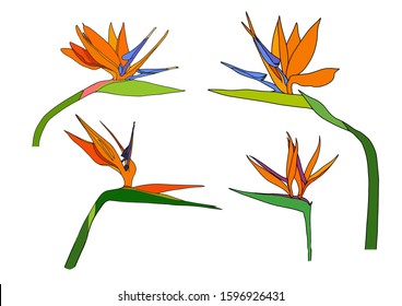 Set strelitzia reginae tropical south africa flowers isolated on white background. Cartoon vector stock illustration. Plant known as crane flowers, bird of paradise. Wild leaf. Exotic jungle. Print.