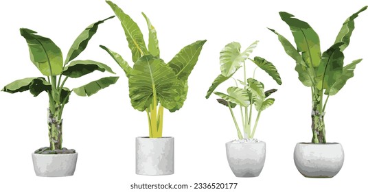 Conjunto de impresionantes imágenes de la planta de plátanos y taro transparentes Verdor aislado