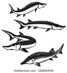 Set of sturgeon fish illustrations on white background. Design element for logo, label, emblem, sign. Vector illustration