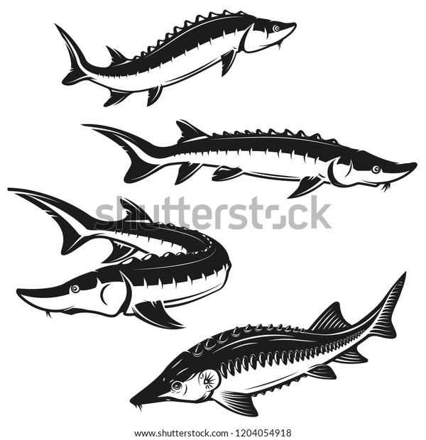 Set of\
sturgeon fish illustrations on white background. Design element for\
logo, label, emblem, sign. Vector\
illustration